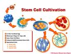 Healthcareissuesstemcellresearch